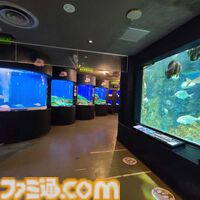 『アクアリウムは踊らない』長岡市寺泊水族博物館とコラボ決定。館内BGMがゲームBGMとなり、スーズ（声：黒沢ともよ）による館内放送も