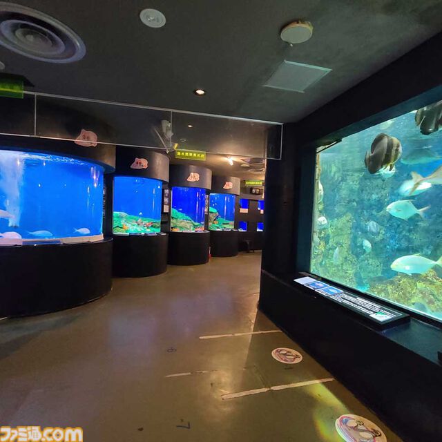 『アクアリウムは踊らない』長岡市寺泊水族博物館とコラボ決定。館内BGMがゲームBGMとなり、スーズ（声：黒沢ともよ）による館内放送も