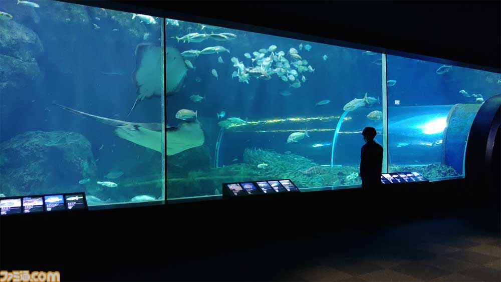 アクアリウムは踊らない』長岡市寺泊水族博物館とコラボ決定。館内BGM