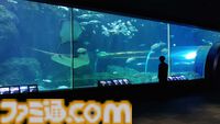 『アクアリウムは踊らない』長岡市寺泊水族博物館とコラボ決定。館内BGMがゲームBGMとなり、スーズ（声：黒沢ともよ）による館内放送も