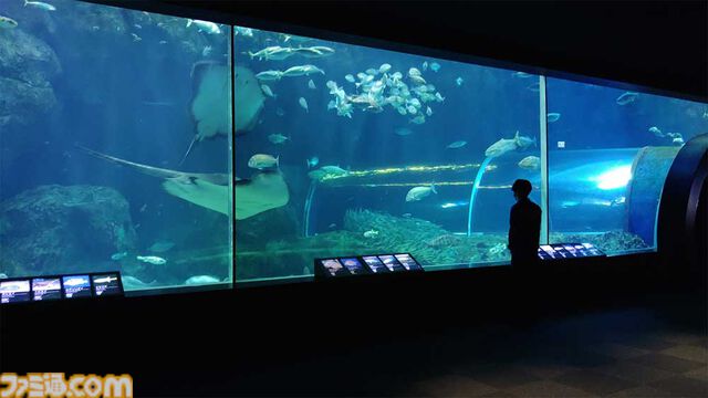 『アクアリウムは踊らない』長岡市寺泊水族博物館とコラボ決定。館内BGMがゲームBGMとなり、スーズ（声：黒沢ともよ）による館内放送も