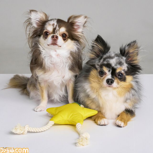 『ドラクエ』チワワやポメラニアンが乗れるスライムのペットカートがかわいい。愛犬たちとの時間をより楽しくする新グッズが9月27日に発売【SQEX PETs】