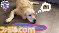 『Golden Retriever Simple Life』実写ゴールデンレトリバー共同生活シム、Steamにて近日リリース予定。遊んで寝てご飯を食べて。どんな姿にも癒やされる犬ゲー