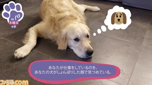 『Golden Retriever Simple Life』実写ゴールデンレトリバー共同生活シム、Steamにて近日リリース予定。遊んで寝てご飯を食べて。どんな姿にも癒やされる犬ゲー