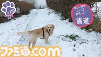 『Golden Retriever Simple Life』実写ゴールデンレトリバー共同生活シム、Steamにて近日リリース予定。遊んで寝てご飯を食べて。どんな姿にも癒やされる犬ゲー