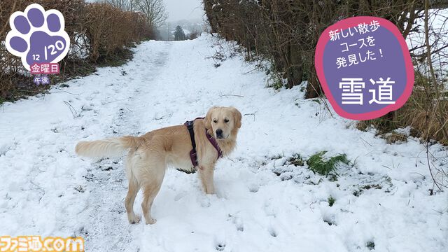 『Golden Retriever Simple Life』実写ゴールデンレトリバー共同生活シム、Steamにて近日リリース予定。遊んで寝てご飯を食べて。どんな姿にも癒やされる犬ゲー