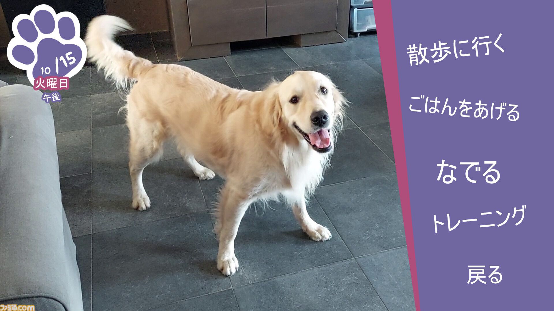 『Golden Retriever Simple Life』実写ゴールデンレトリバー共同生活シム、Steamにて近日リリース予定。遊んで寝てご飯を食べて。どんな姿にも癒やされる犬ゲー