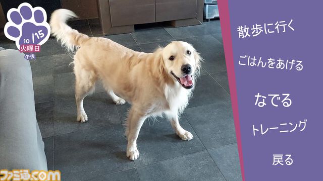 『Golden Retriever Simple Life』実写ゴールデンレトリバー共同生活シム、Steamにて近日リリース予定。遊んで寝てご飯を食べて。どんな姿にも癒やされる犬ゲー