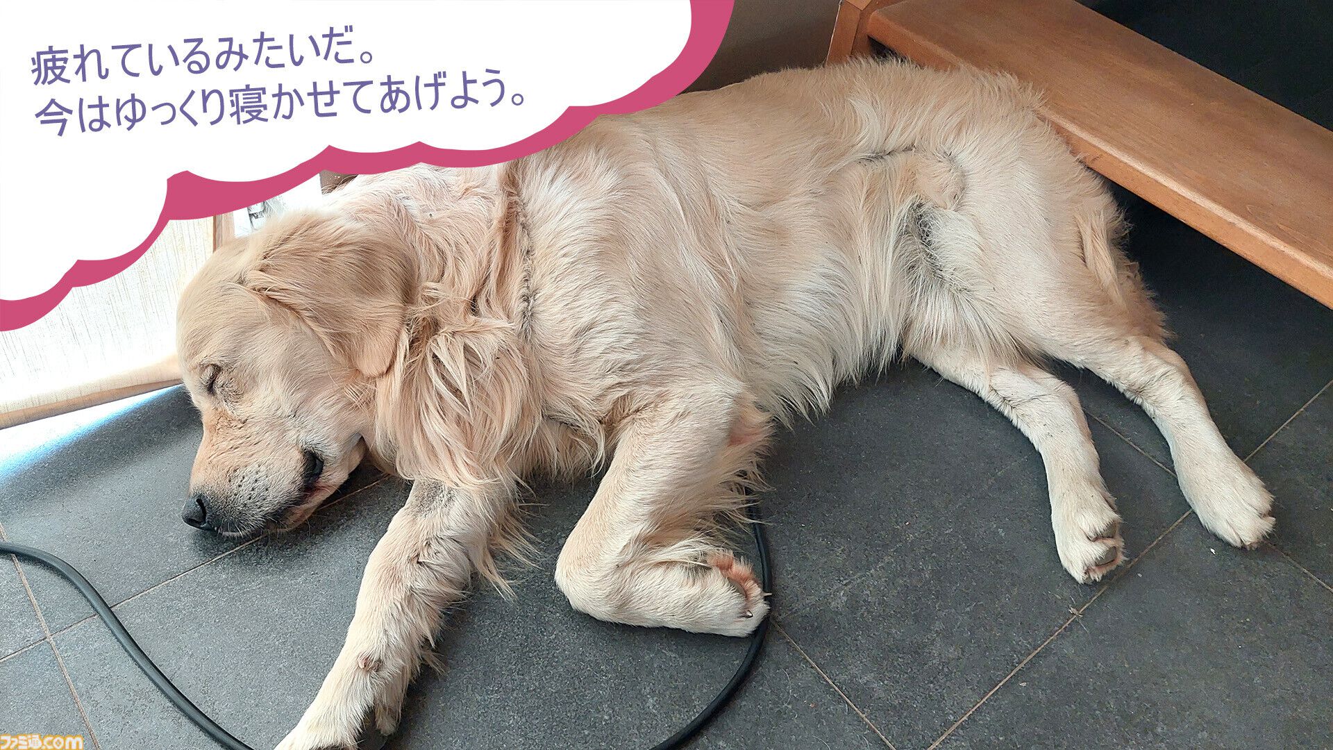 『Golden Retriever Simple Life』実写ゴールデンレトリバー共同生活シム、Steamにて近日リリース予定。遊んで寝てご飯を食べて。どんな姿にも癒やされる犬ゲー