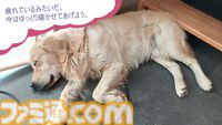 『Golden Retriever Simple Life』実写ゴールデンレトリバー共同生活シム、Steamにて近日リリース予定。遊んで寝てご飯を食べて。どんな姿にも癒やされる犬ゲー