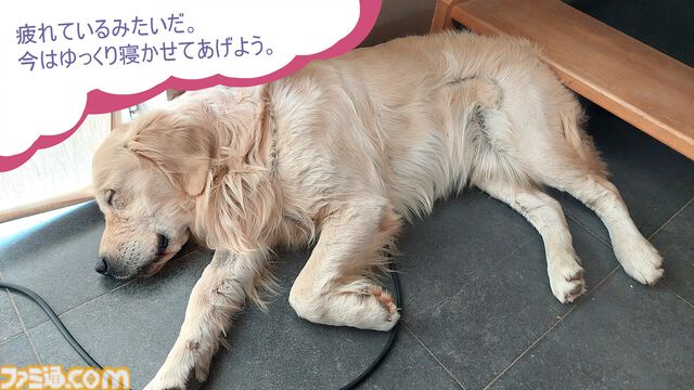 『Golden Retriever Simple Life』実写ゴールデンレトリバー共同生活シム、Steamにて近日リリース予定。遊んで寝てご飯を食べて。どんな姿にも癒やされる犬ゲー