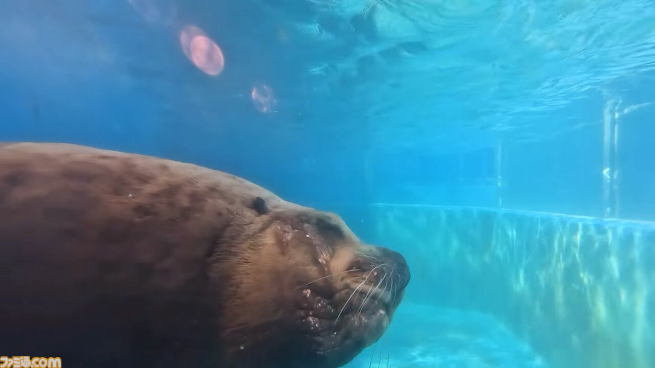 『いつでも伊勢シーパラダイス』家にいながら水族館体験。生き物の生態や豆知識を学んだり、クイズで遊べる新感覚知育ゲームが11/20発売