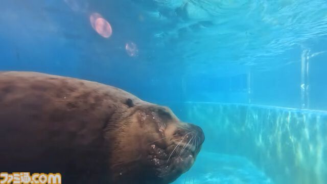 『いつでも伊勢シーパラダイス』家にいながら水族館体験。生き物の生態や豆知識を学んだり、クイズで遊べる新感覚知育ゲームが11/20発売