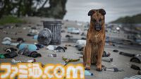 『Restore Your Island』犬といっしょに荒廃した島をおそうじするシミュレーターの“癒やしヂカラ”が凄そう