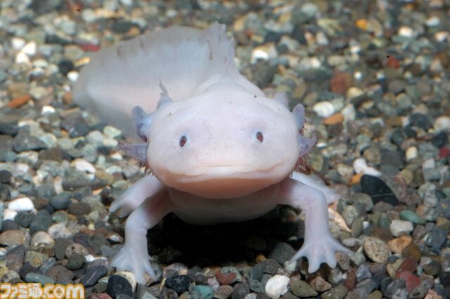 『たまごっち』えのすいコラボでまめっちと海の生きもの観察。『たまパラ』“あほろぱっち”そっくりのウーパールーパー展示も【3月14日スタート】