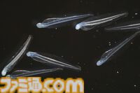 『たまごっち』えのすいコラボでまめっちと海の生きもの観察。『たまパラ』“あほろぱっち”そっくりのウーパールーパー展示も【3月14日スタート】