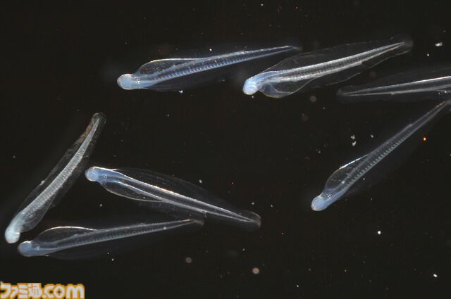 『たまごっち』えのすいコラボでまめっちと海の生きもの観察。『たまパラ』“あほろぱっち”そっくりのウーパールーパー展示も【3月14日スタート】