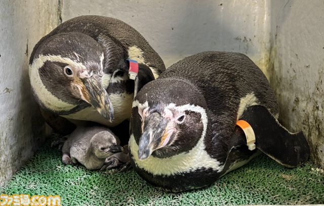 『たまごっち』えのすいコラボでまめっちと海の生きもの観察。『たまパラ』“あほろぱっち”そっくりのウーパールーパー展示も【3月14日スタート】