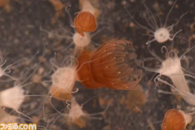 『たまごっち』えのすいコラボでまめっちと海の生きもの観察。『たまパラ』“あほろぱっち”そっくりのウーパールーパー展示も【3月14日スタート】