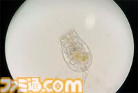 『たまごっち』えのすいコラボでまめっちと海の生きもの観察。『たまパラ』“あほろぱっち”そっくりのウーパールーパー展示も【3月14日スタート】