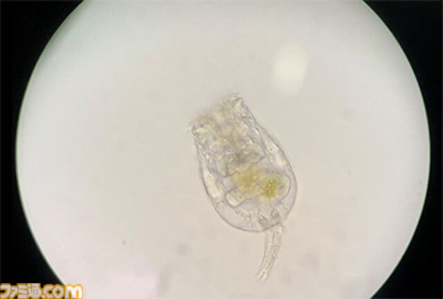 『たまごっち』えのすいコラボでまめっちと海の生きもの観察。『たまパラ』“あほろぱっち”そっくりのウーパールーパー展示も【3月14日スタート】