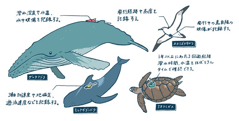 『ポケモン生態図鑑』印税2000万円分が“行動生態学”分野の研究へ寄付。制作に際し大きく貢献した知見に対する恩返しとして支援