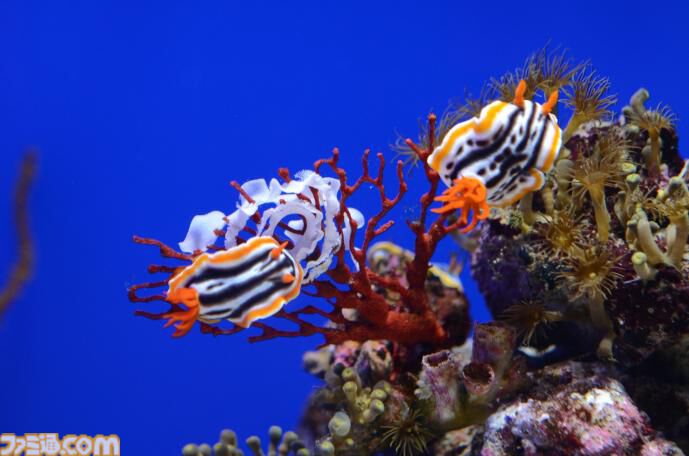 『超かぐや姫！』がサンシャイン水族館とコラボ。仮想空間をイメージした夜間限定イベント“ツクヨミアクアリウム”が7月24日より開催